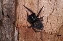 Badumna_insignis_D4195_Z_88_Alexandra hills Brisbane_Australie